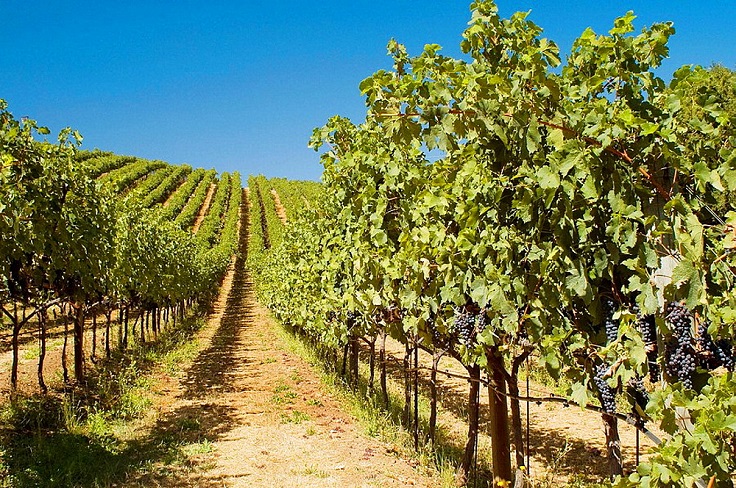 image is showing valley of vineyards in Sonoma, California