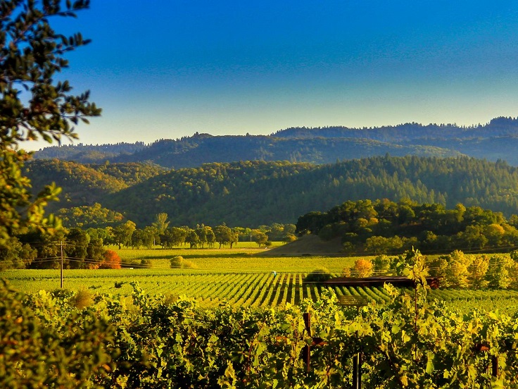 image is showing valley of napa vineyards 