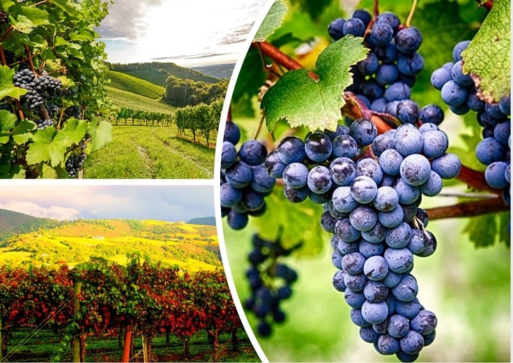 image showing napa grapes that people can see during limo tour