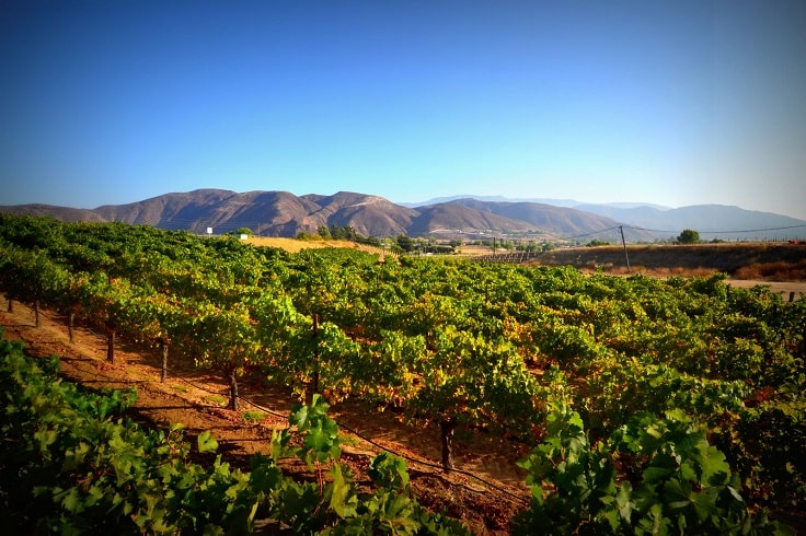 image is showing valley of Temecula vineyards