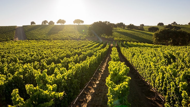 image is showing vineyard in Santa Barbara, California