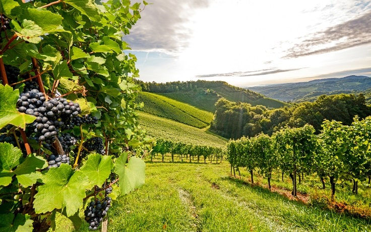 image is showing valley of vineyards in Santa Barbara, California