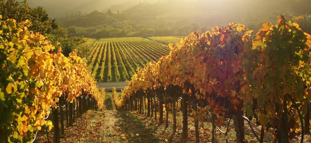 image is showing valley of vineyards in Sonoma, California